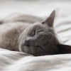 lifestyle image of a cat laying down on bright blankets